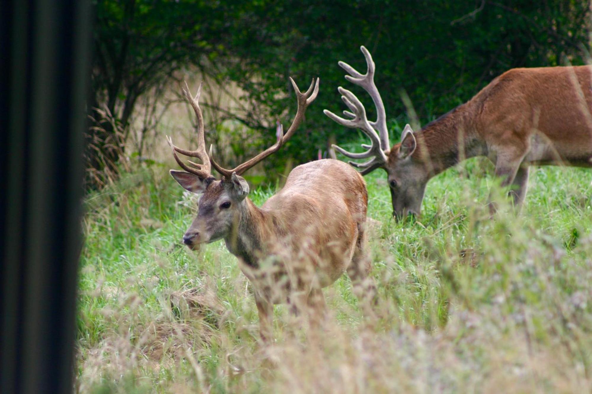 Brown Deer - Z Sauna Na Tarasie, Jacuzzi I Widokiem Na Gory - By Deer Hills Luxury Apartments Kocon Exteriör bild